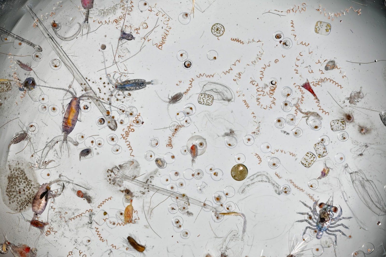 Ιδού πόσο ανατριχιαστική μοιάζει μια σταγόνα θαλασσινού νερού, κάτω από το μικροσκόπιο - Φωτογραφία 1