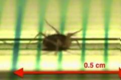 Αυτό είναι το γρηγορότερο ζώο ξηράς στον κόσμο!
