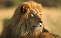 Βούτηξαν 9χρονο λιοντάρι από καταφύγιο ζώων στο Σάο Πάολο της Βραζιλίας