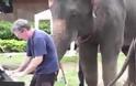 Άνθρωπος και ελέφαντας παίζουν πιάνο μαζί! - Εντυπωσιακό βίντεο!