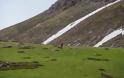 Αχαΐα: Με επιτυχία ο αγώνας Ερύμανθος Mountain Trail “Ηράκλειος Άθλος” 2014 - Δείτε φωτο - Φωτογραφία 16