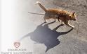 Βοηθήστε την ζωοφιλική ένωση Ηλιούπολης προσφέροντας άμμο (για γάτες)