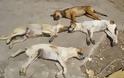 Καινούργιο Φθιώτιδας: Δηλητηρίασαν με φόλα τουλάχιστον 10 σκυλιά
