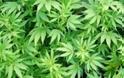 Νόμιμη η καλλιέργεια μαριχουάνας στην Ουρουγουάη