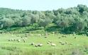 Ανάσα για τους κτηνοτρόφους με πρωτοβουλία του βουλευτή Σάββα Αναστασιάδη