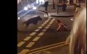 Βίντεο σοκ: Σκύλος της αστυνομίας επιτίθεται σε συλληφθέντα και τον σέρνει από το λαιμό – Σκληρές εικόνες  [video]