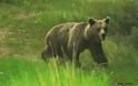 Μια αρκουδοοικογένεια στην Καστοριά! - Φωτογραφία 2