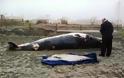 Βάνδαλοι έκαναν γκράφιτι στο σώμα νεκρής φάλαινας! [photo]