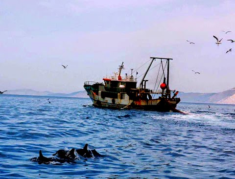 4760 - Παράνομοι αλιείς απειλούν με πυρκαγιές τους Αγιορείτες - Φωτογραφία 1