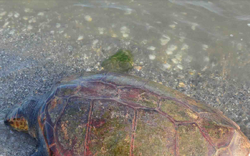 Νεκρή χελώνα Καρέτα - Καρέτα στη Νέα Κίο [photos] - Φωτογραφία 1