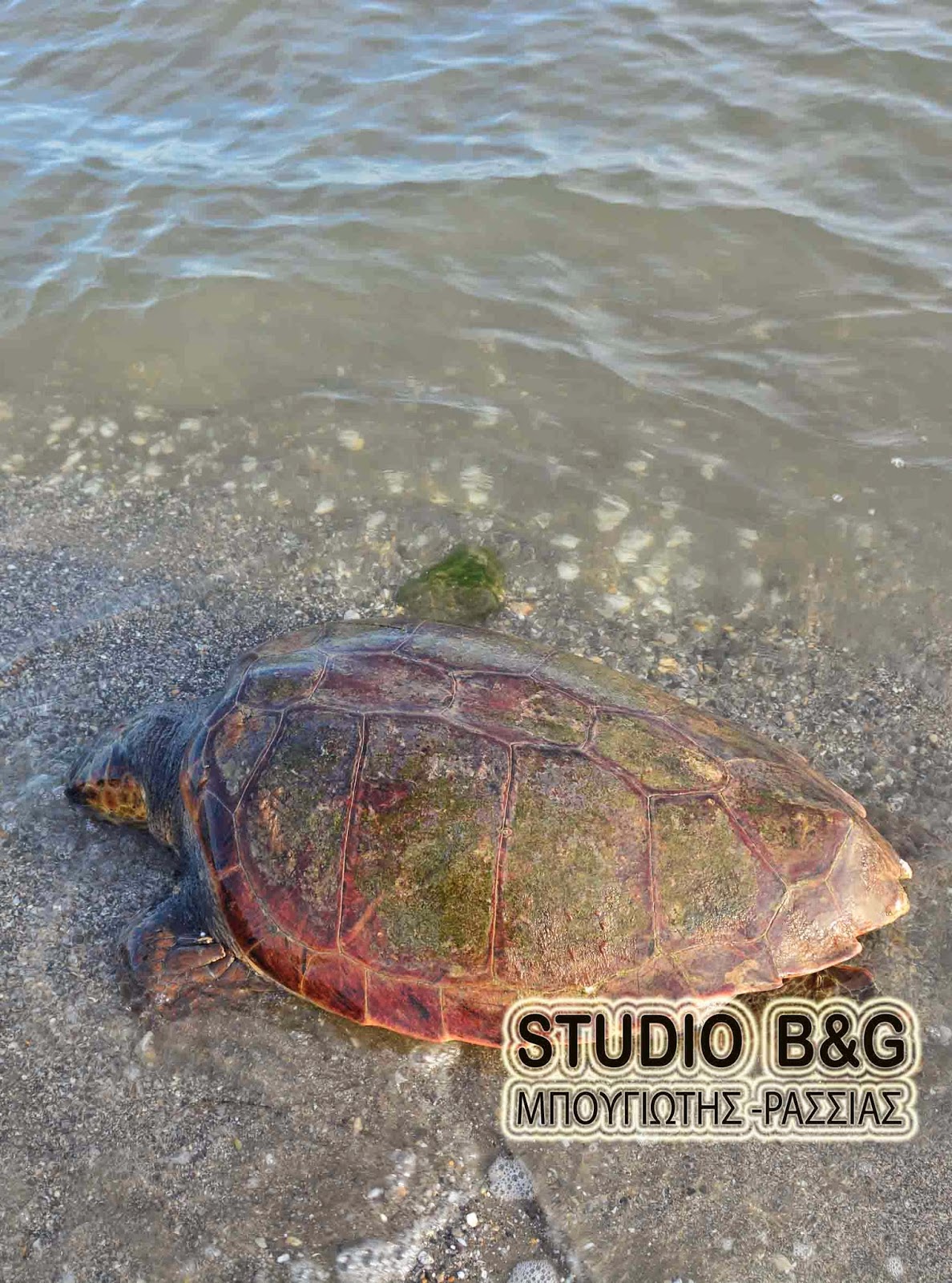 Νεκρή χελώνα Καρέτα - Καρέτα στη Νέα Κίο [photos] - Φωτογραφία 2