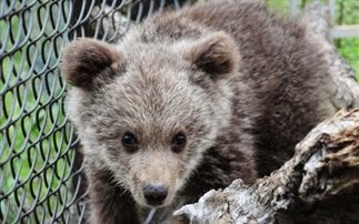 Ζωήρεψε το αρκουδάκι του Αρκτούρου και ξεπέρασε τον κίνδυνο - Φωτογραφία 1