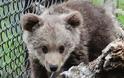 Ζωήρεψε το αρκουδάκι του Αρκτούρου και ξεπέρασε τον κίνδυνο