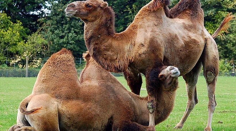 Μικροτσίπ θα βάλουν στις... καμήλες στη Σαουδική Αραβία για τον κορονοϊό MERS - Φωτογραφία 1