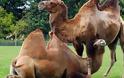 Μικροτσίπ θα βάλουν στις... καμήλες στη Σαουδική Αραβία για τον κορονοϊό MERS