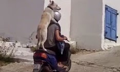 Σκύλος... καβάλησε τη μηχανή και βγήκε βόλτα στους δρόμους της Μυκόνου [video] - Φωτογραφία 1