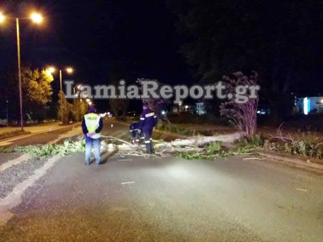 Ο δυνατός αέρας ξερίζωσε δέντρα στη Λαμία και τα έριξε μέσα δρόμο - Από τύχη δεν έγινε κάποιο ατύχημα [photos] - Φωτογραφία 3