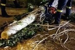Ο δυνατός αέρας ξερίζωσε δέντρα στη Λαμία και τα έριξε μέσα δρόμο - Από τύχη δεν έγινε κάποιο ατύχημα [photos]