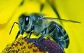 Χάθηκε 1 στις 4 μέλισσες στις ΗΠΑ