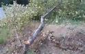 Πάτρα: Κόπηκαν κλαδιά δέντρου στη Λεύκα - Από θαύμα γλίτωσε διερχόμενος μοτοσικλετιστής