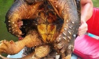 Απίστευτο! Ψαράς έπιασε στα δίχτυα του προϊστορική χελώνα-αλιγάτορα! [photo] - Φωτογραφία 1