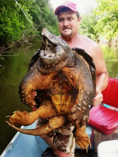 Απίστευτο! Ψαράς έπιασε στα δίχτυα του προϊστορική χελώνα-αλιγάτορα! [photo] - Φωτογραφία 2