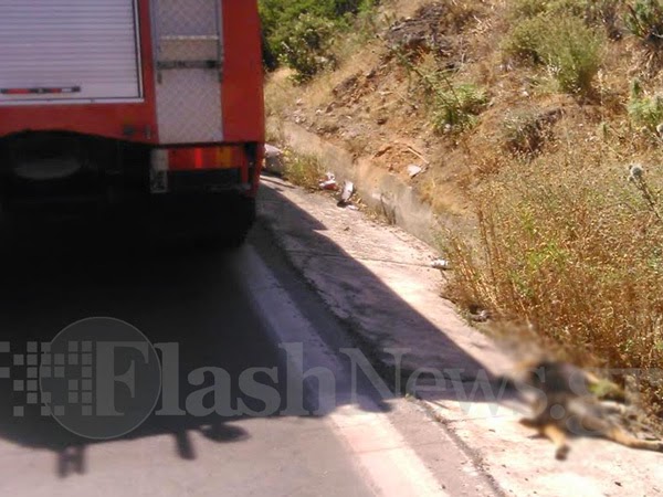 Τροχαίο ατύχημα στη Κρήτη εξαιτίας ενός... σκύλο [photos] - Φωτογραφία 4