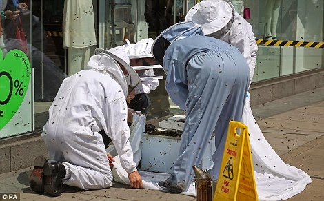 Σκηνές από ταινία τρόμου στο κέντρο του Λονδίνου: Χιλιάδες μέλισσες κάλυψαν αυτοκίνητα και περαστικούς - Φωτογραφία 3