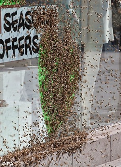 Σκηνές από ταινία τρόμου στο κέντρο του Λονδίνου: Χιλιάδες μέλισσες κάλυψαν αυτοκίνητα και περαστικούς - Φωτογραφία 4