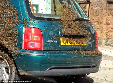 Σκηνές από ταινία τρόμου στο κέντρο του Λονδίνου: Χιλιάδες μέλισσες κάλυψαν αυτοκίνητα και περαστικούς - Φωτογραφία 7