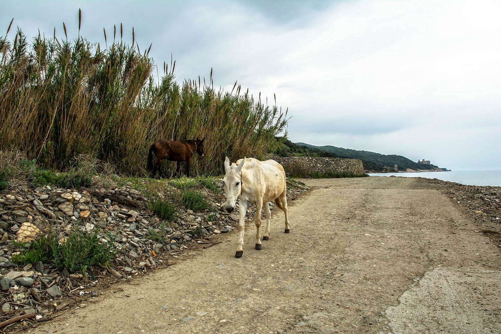 4782 - Απόδραση από το άγχος της σημερινής ημέρας, με αγιορείτικες φωτογραφίες… - Φωτογραφία 14