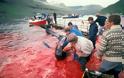 Φερόες Νήσοι: «Η σφαγή των φαλαινών - πιλότων» κρατάει πάνω από 400 χρόνια