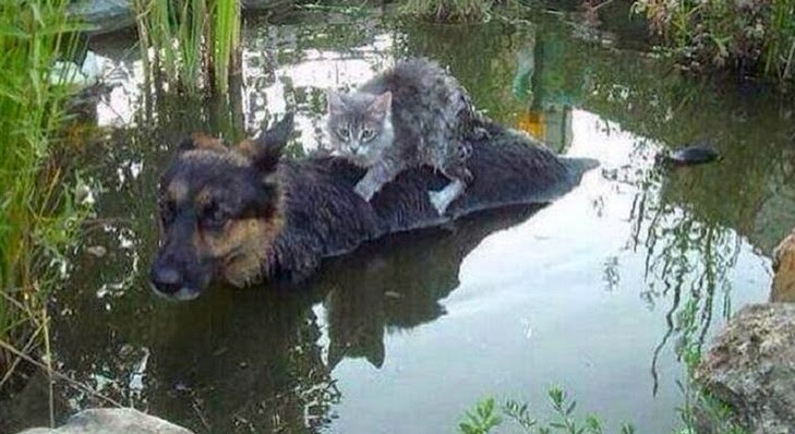 Σκύλος ΗΡΩΑΣ σώζει γατάκι στην φοβερή πλημμύρα στη Βοσνία  - Η φωτογραφία που κάνει τον γύρο του διαδικτύου  [photo] - Φωτογραφία 2