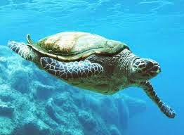 Βρέθηκε νεκρή μια χελώνα καρέτα - καρέτα στην Ιεράπετρα - Φωτογραφία 1
