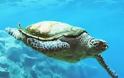 Βρέθηκε νεκρή μια χελώνα καρέτα - καρέτα στην Ιεράπετρα