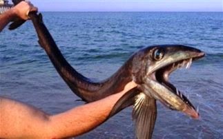 Εμφανίστηκε στις ΗΠΑ το ψάρι Χάνιμπαλ που φτάνει έως τα 5 μέτρα και τρώει το θήραμα του με αστραπιαία ταχύτητα [photos] - Φωτογραφία 1