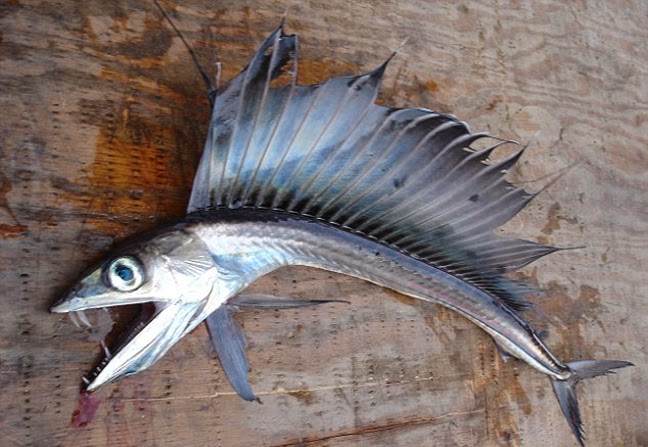Εμφανίστηκε στις ΗΠΑ το ψάρι Χάνιμπαλ που φτάνει έως τα 5 μέτρα και τρώει το θήραμα του με αστραπιαία ταχύτητα [photos] - Φωτογραφία 3