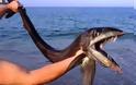 Εμφανίστηκε στις ΗΠΑ το ψάρι Χάνιμπαλ που φτάνει έως τα 5 μέτρα και τρώει το θήραμα του με αστραπιαία ταχύτητα [photos]