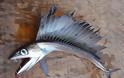 Εμφανίστηκε στις ΗΠΑ το ψάρι Χάνιμπαλ που φτάνει έως τα 5 μέτρα και τρώει το θήραμα του με αστραπιαία ταχύτητα [photos] - Φωτογραφία 3