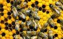 Στήριξη 4 εκ. ευρώ στους μελισσοκόμους