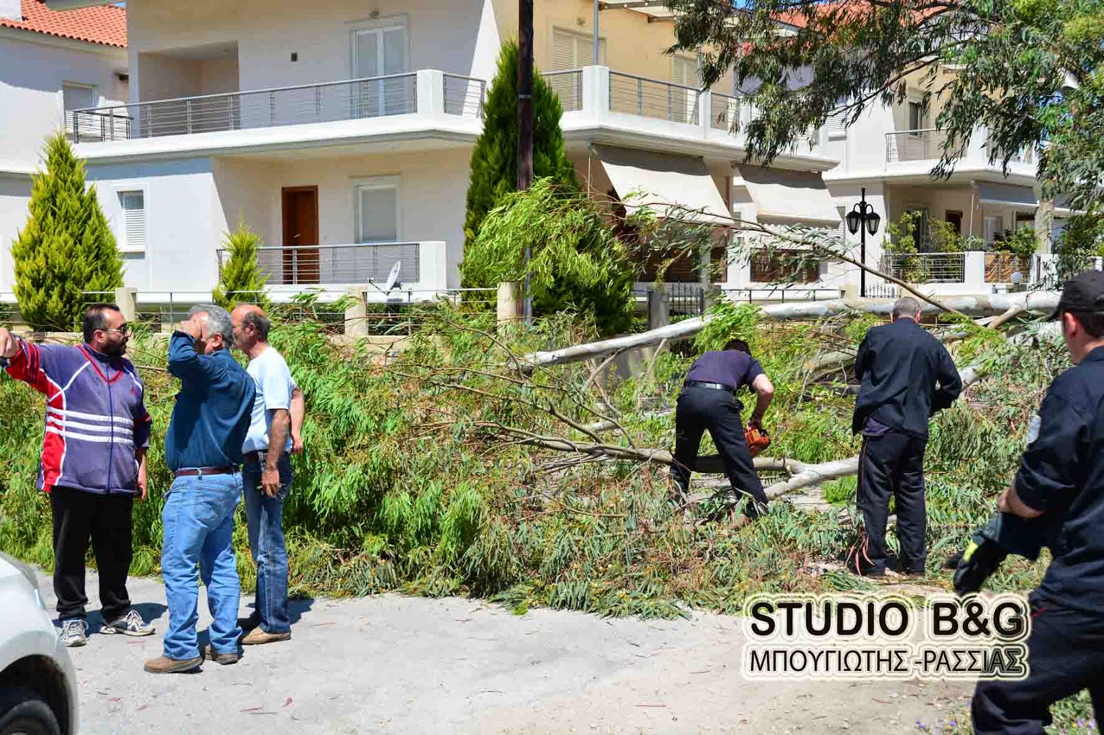 Από τύχη δεν θρηνήσαμε θύματα στο Ναύπλιο όταν δέντρο έπεσε στο δρόμο [photos] - Φωτογραφία 3