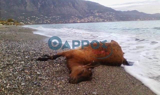 Tι ξέβρασε η θάλασσα στην παραλία της Καλαμάτας - Το νεκρό ζώο που παραξένεψε τους ντόπιους - Φωτογραφία 1