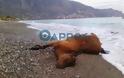 Tι ξέβρασε η θάλασσα στην παραλία της Καλαμάτας - Το νεκρό ζώο που παραξένεψε τους ντόπιους