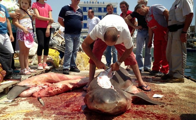 ΣΟΚ: Ψαράς έπιασε τεράστιο καρχαρία στη Τήνο - Υπάρχουν άραγε και άλλοι μαζί του; [photos] - Φωτογραφία 2