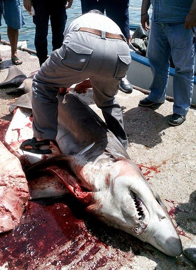 ΣΟΚ: Ψαράς έπιασε τεράστιο καρχαρία στη Τήνο - Υπάρχουν άραγε και άλλοι μαζί του; [photos] - Φωτογραφία 3