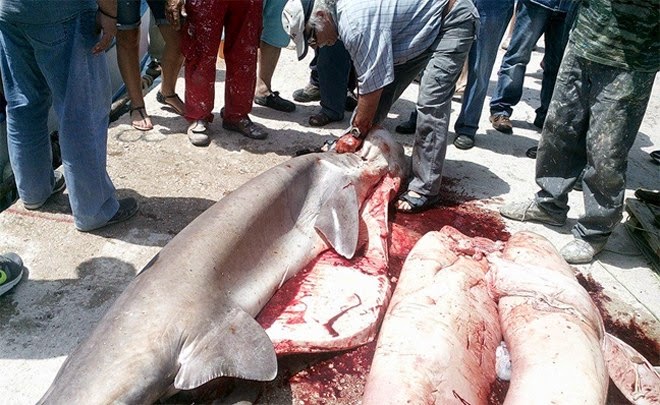ΣΟΚ: Ψαράς έπιασε τεράστιο καρχαρία στη Τήνο - Υπάρχουν άραγε και άλλοι μαζί του; [photos] - Φωτογραφία 5