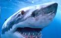 ΣΟΚ: Ψαράς έπιασε τεράστιο καρχαρία στη Τήνο - Υπάρχουν άραγε και άλλοι μαζί του; [photos]