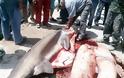 ΣΟΚ: Ψαράς έπιασε τεράστιο καρχαρία στη Τήνο - Υπάρχουν άραγε και άλλοι μαζί του; [photos] - Φωτογραφία 5