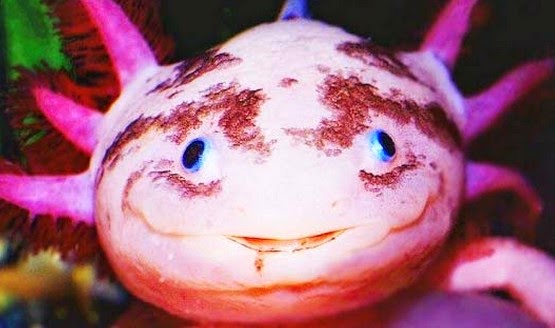 Axolotls: Ένα «χαμογελαστό» ψάρι με… χέρια! - Φωτογραφία 1