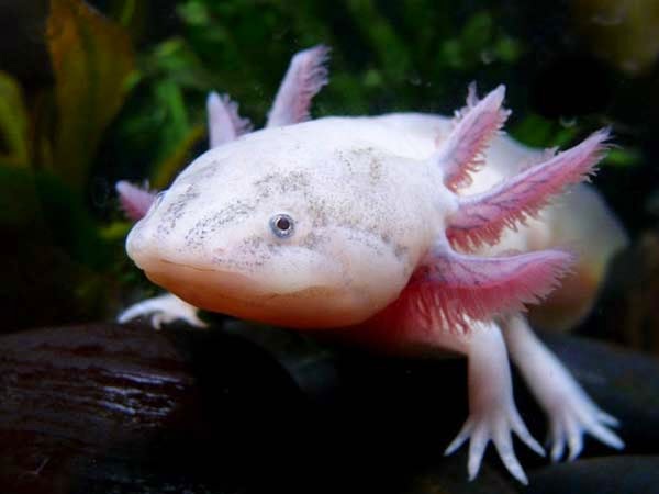 Axolotls: Ένα «χαμογελαστό» ψάρι με… χέρια! - Φωτογραφία 2